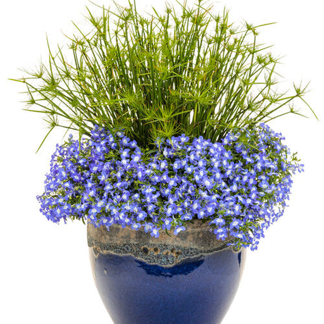 Laguna Royale Blue Pearl plant in a pot with blue flowers