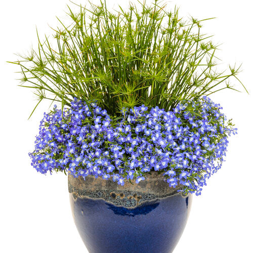 Laguna Royale Blue Pearl