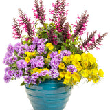 Superlophus Sunglow Texas primrose in bloom in a pot