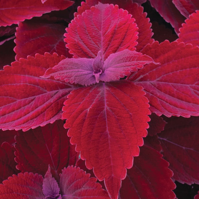 Colorful coleus plant with red and green foliage in a pot