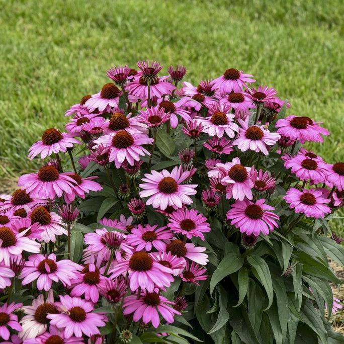 Proven Winners Coneflower - Thumbnail 4