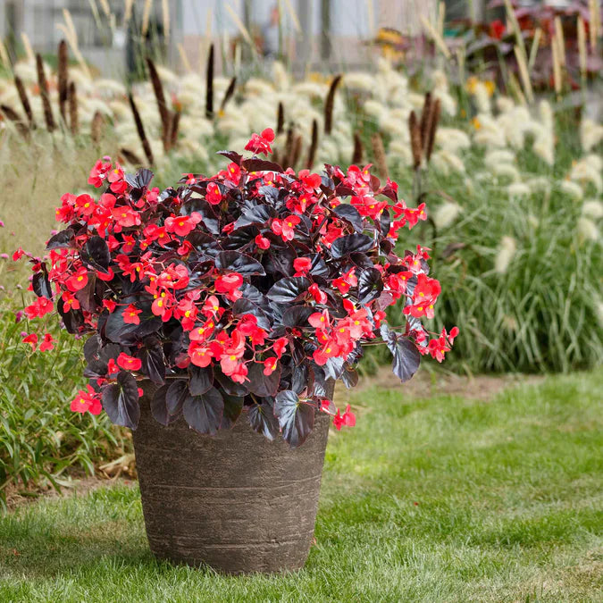 Viking® XL 'Red on Chocolate' Begonia | Creekside Champions