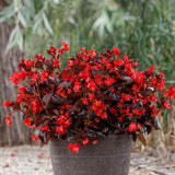Viking XL Red on Chocolate begonia in a pot