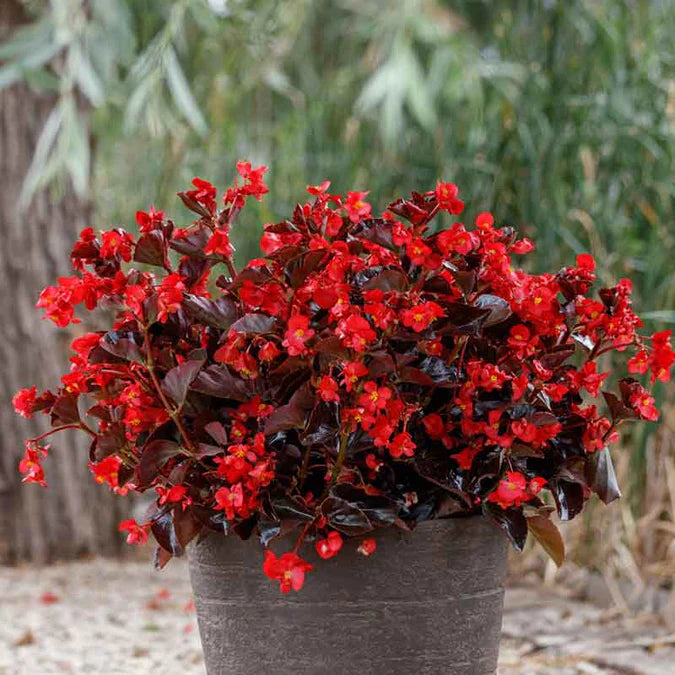 Viking® XL 'Red on Chocolate' Begonia | Creekside Champions