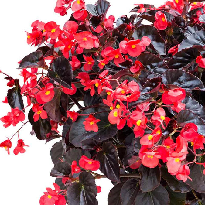 Viking® XL 'Red on Chocolate' Begonia | Creekside Champions