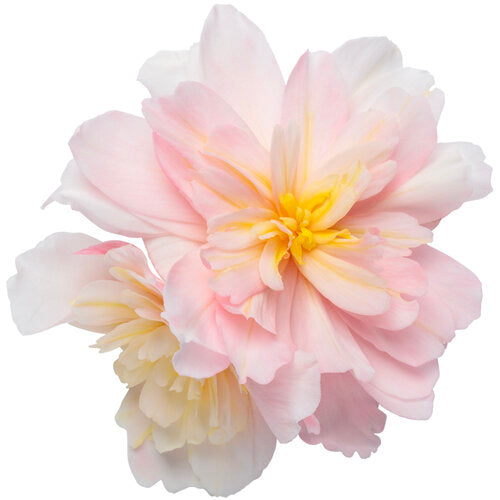 Double Delight Appleblossom Begonia in a container