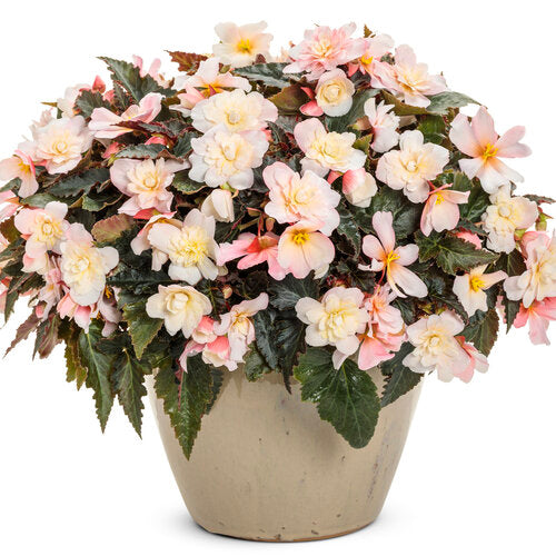Appleblossom begonia in a pot with pink and white blooms
