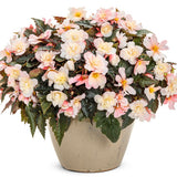 Appleblossom begonia in a pot with pink and white blooms