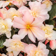 Double Delight Appleblossom begonia in a pot