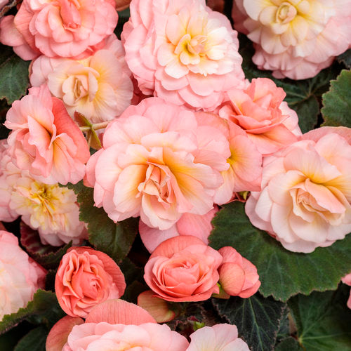 Double Delight Blush Rose begonia with pink blooms in pot