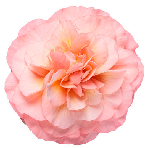 Double Delight Blush rose begonia in a pot