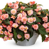 Double Delight Blush rose begonia in a nursery pot