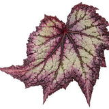 Begonia Space Age Europa | Proven Winners®