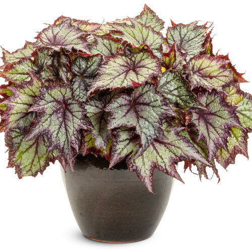 Begonia Space Age Europa | Proven Winners®
