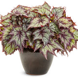 Begonia Space Age Europa | Proven Winners®