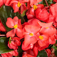 Trailing red flowers on a cascading plant in a nursery pot
