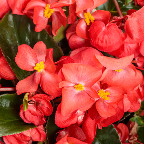 Trailing red flowers on a cascading plant in a nursery pot