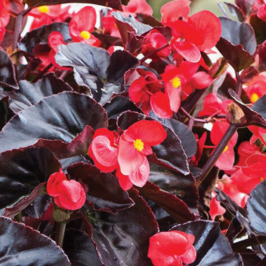 Surefire® Cherry Cordial™ | Proven Winners® – Creekside Nursery, Inc