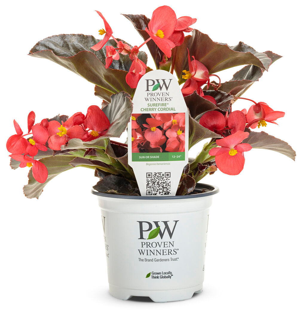 Surefire® Cherry Cordial™ | Proven Winners® – Creekside Nursery, Inc