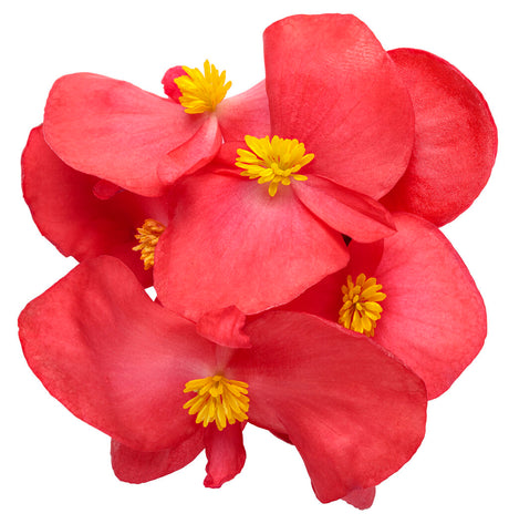 Surefire Cherry Cordial begonia with red flowers in a pot