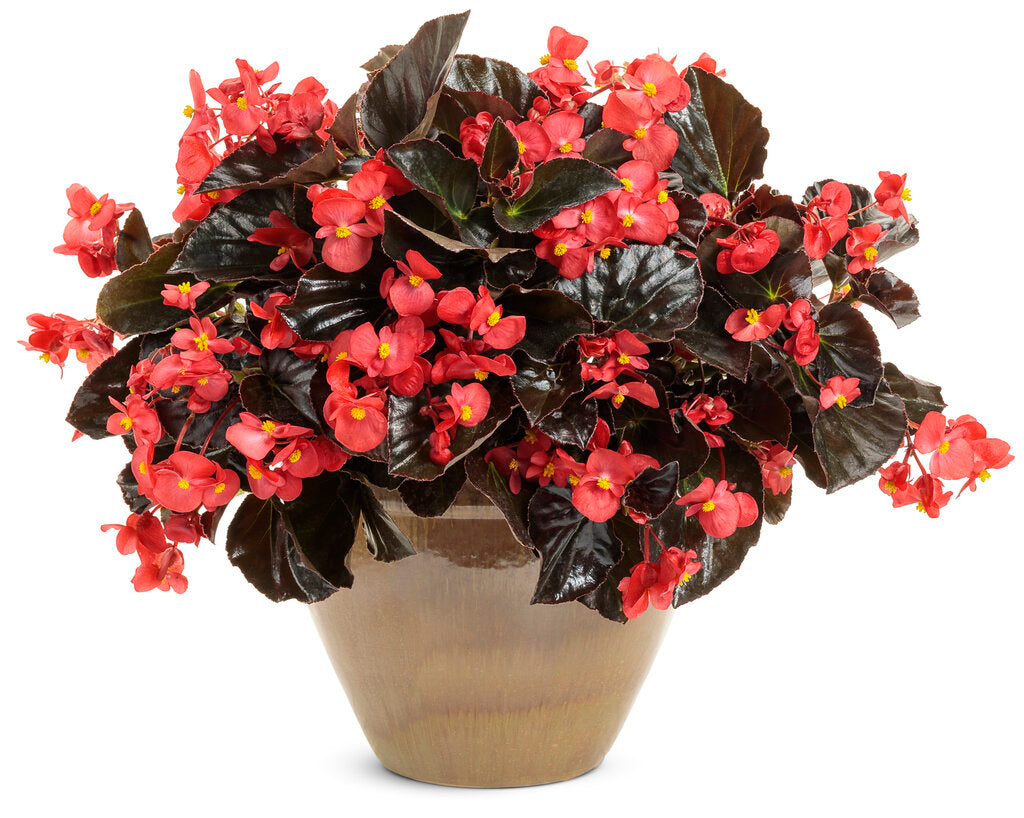 Surefire® Cherry Cordial™ | Proven Winners® – Creekside Nursery, Inc