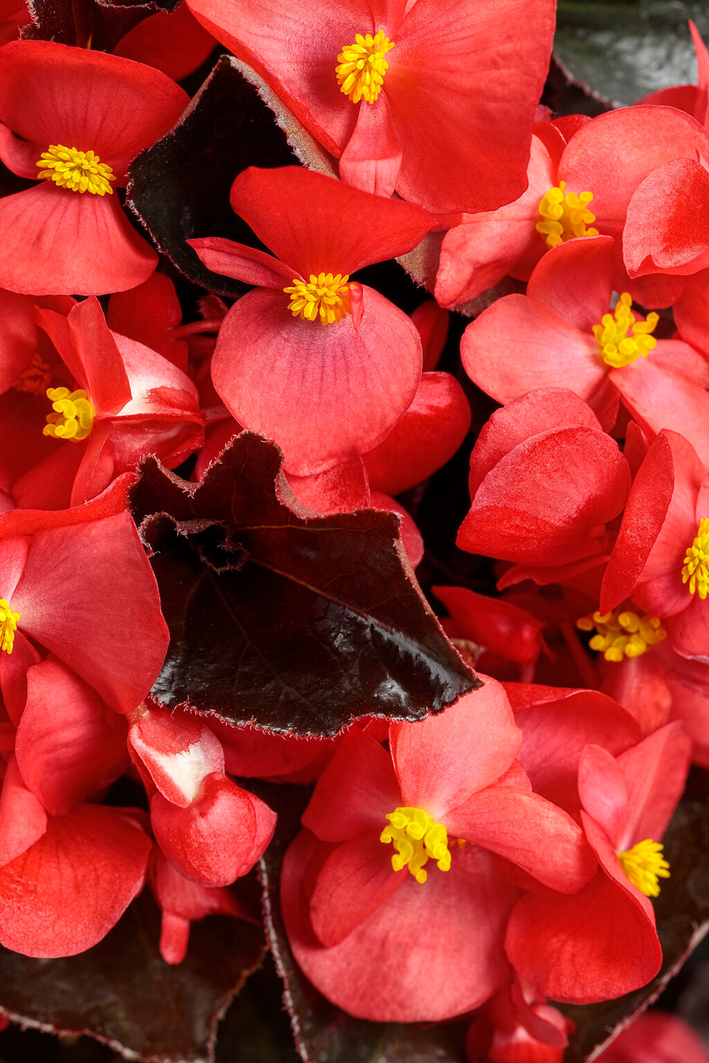 Surefire Cherry Cordial in a nursery pot