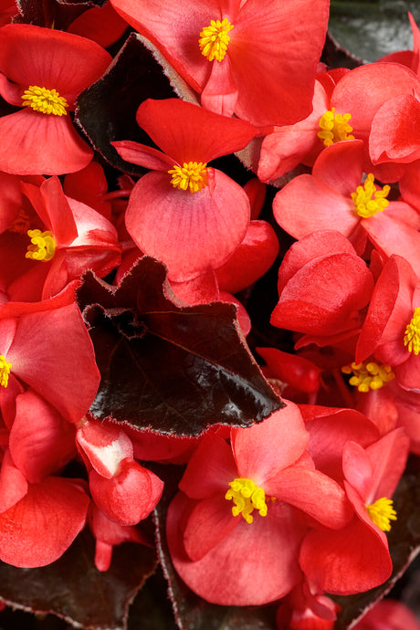 Surefire Cherry Cordial in a nursery pot