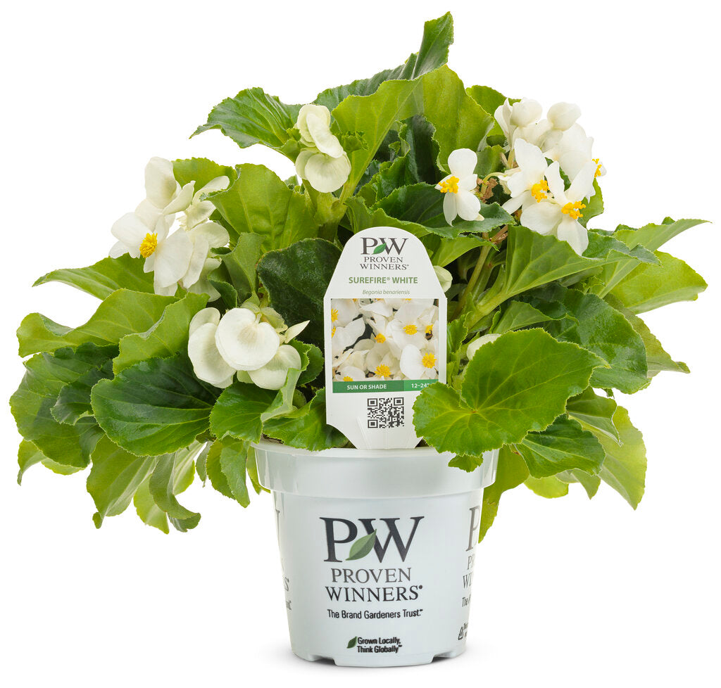 White Surefire begonia in a pot with green leaves