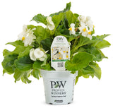 White Surefire begonia in a pot with green leaves