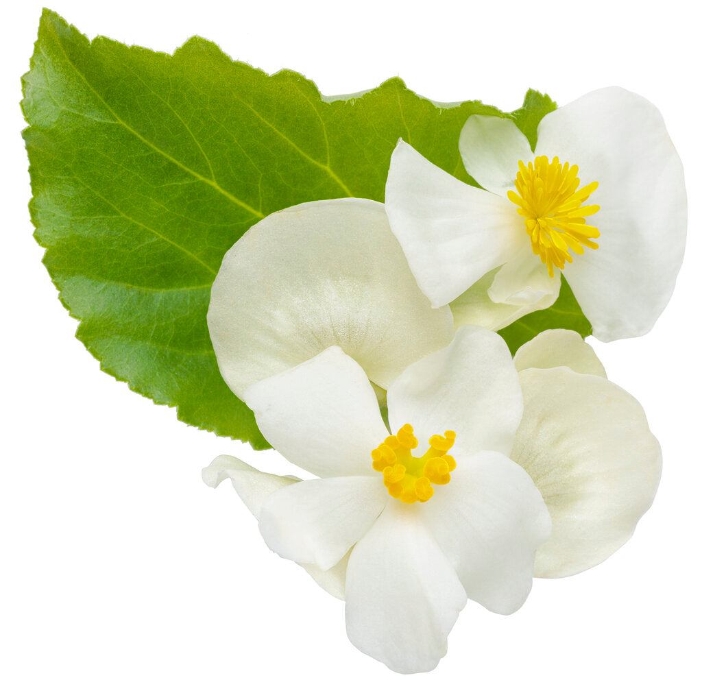 White Surefire begonia with green leaves in a pot