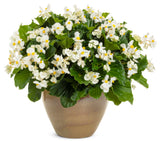 White Surefire begonia in a pot with green leaves