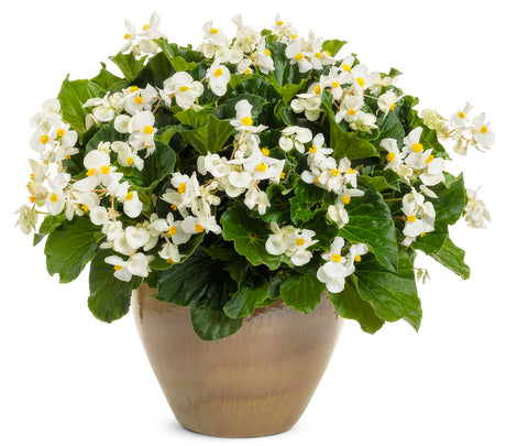 White Surefire begonia in a pot with green leaves