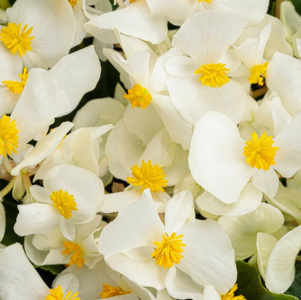 begonia_surefire_white_tag_gra