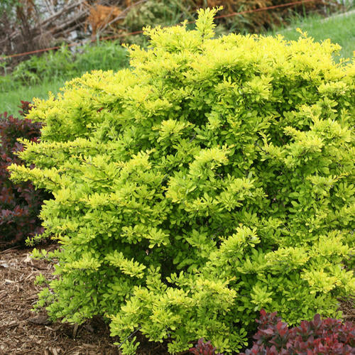Sunjoy Citrus barberry in a container with bright foliage