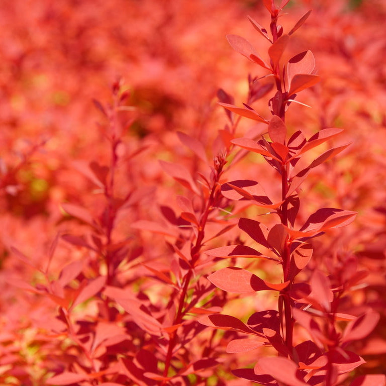 Sunjoy Neo barberry in a pot with dense yellow-green foliage