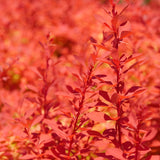 Sunjoy Neo barberry in a pot with dense yellow-green foliage