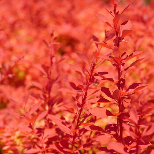 Sunjoy Fast Neo barberry in a nursery pot
