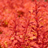 Sunjoy Fast Neo barberry in a nursery pot
