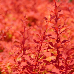 Sunjoy Fast Neo barberry in a nursery pot