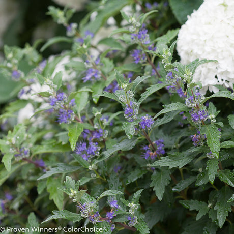 Beyond Midnight Bluebeard in a container with blue flowers