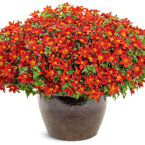 Campfire Red Ember | Proven Winners®