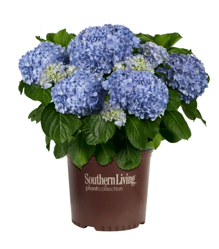 Hydrangea 'Big Daddy' in bloom with pink flower clusters