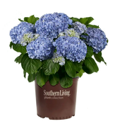Hydrangea 'Big Daddy' in bloom with pink flower clusters
