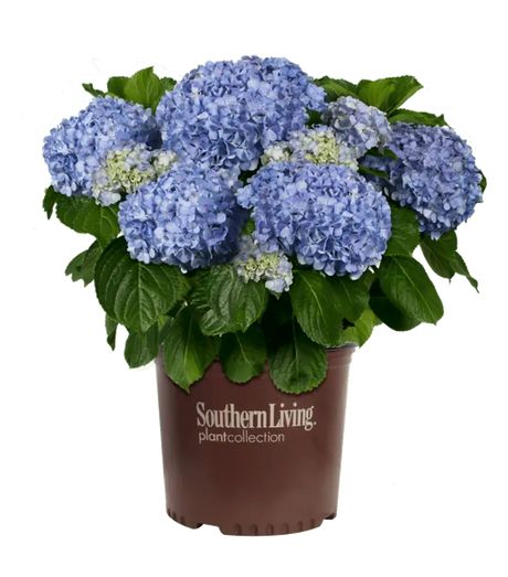 Hydrangea 'Big Daddy' in bloom with pink flower clusters