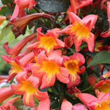 Dressed to Thrill crossvine climbing in a nursery pot