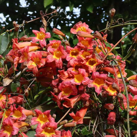 Dressed to Thrill crossvine with orange trumpet flowers in pot