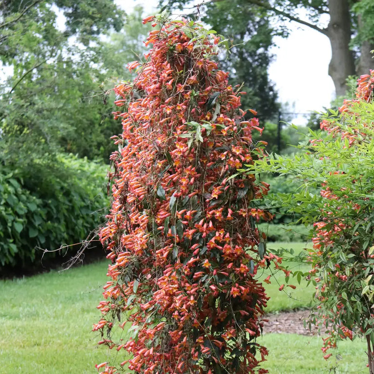 DRESSED TO THRILL™ Crossvine | Proven Winners® – Creekside Nursery