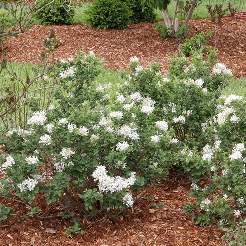 Proven Winners Bloomerang Showmound Lilac - Thumbnail 5