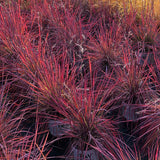 Prairie Winds Blue Paradise little bluestem in a pot