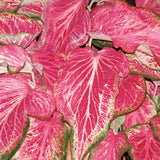 Blushing Bride caladium with pink and white heart-shaped leaves